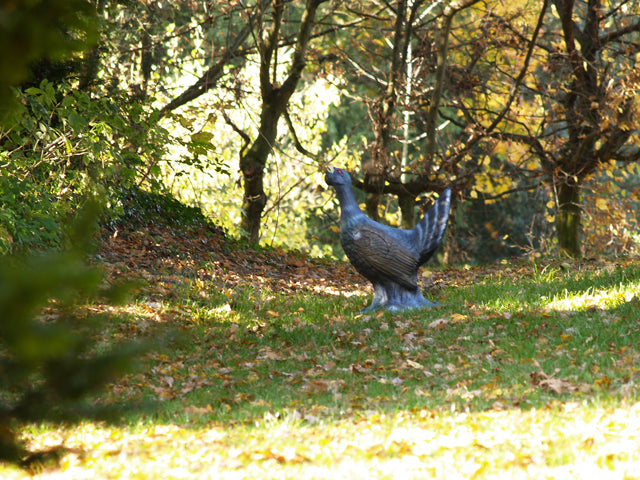 Longlife Balzender Auerhahn