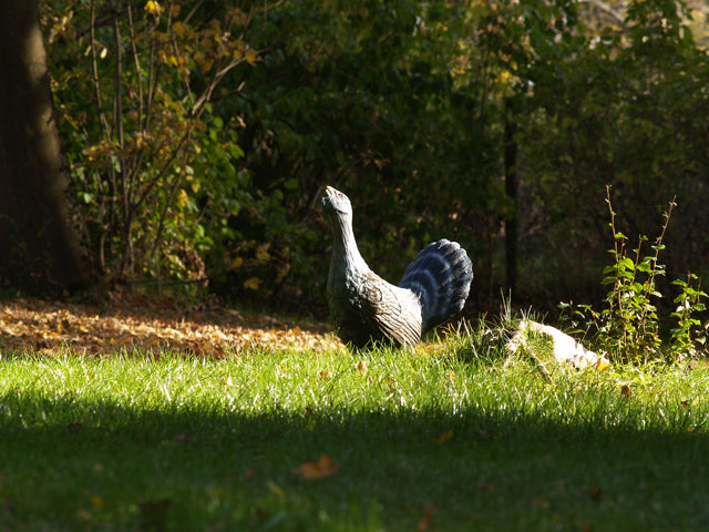 Longlife Balzender Auerhahn