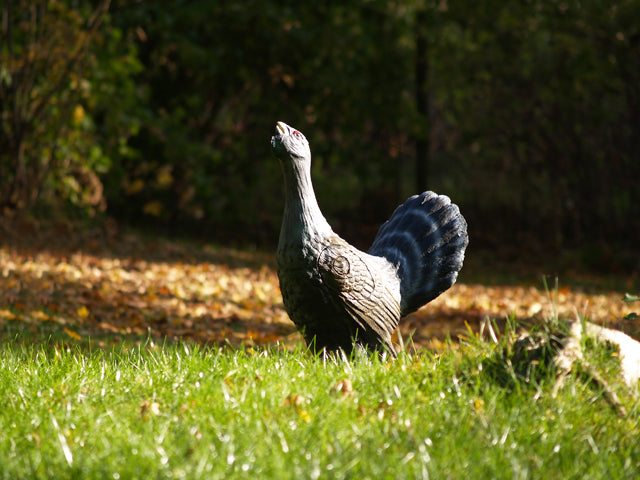 Longlife Balzender Auerhahn