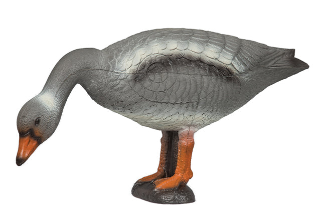 Franzbogen Graugans fressend