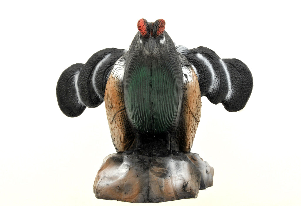 Leitold, Birkhahn balzend