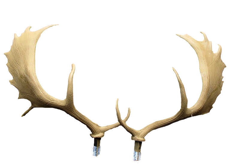 SRT Damhirsch melanche