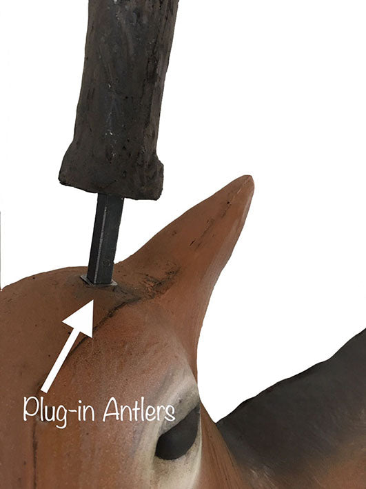 Leitold, Junger Weißwedelhirsch