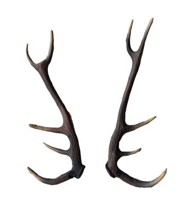 Leitold, 1 Paar Hirschgeweih