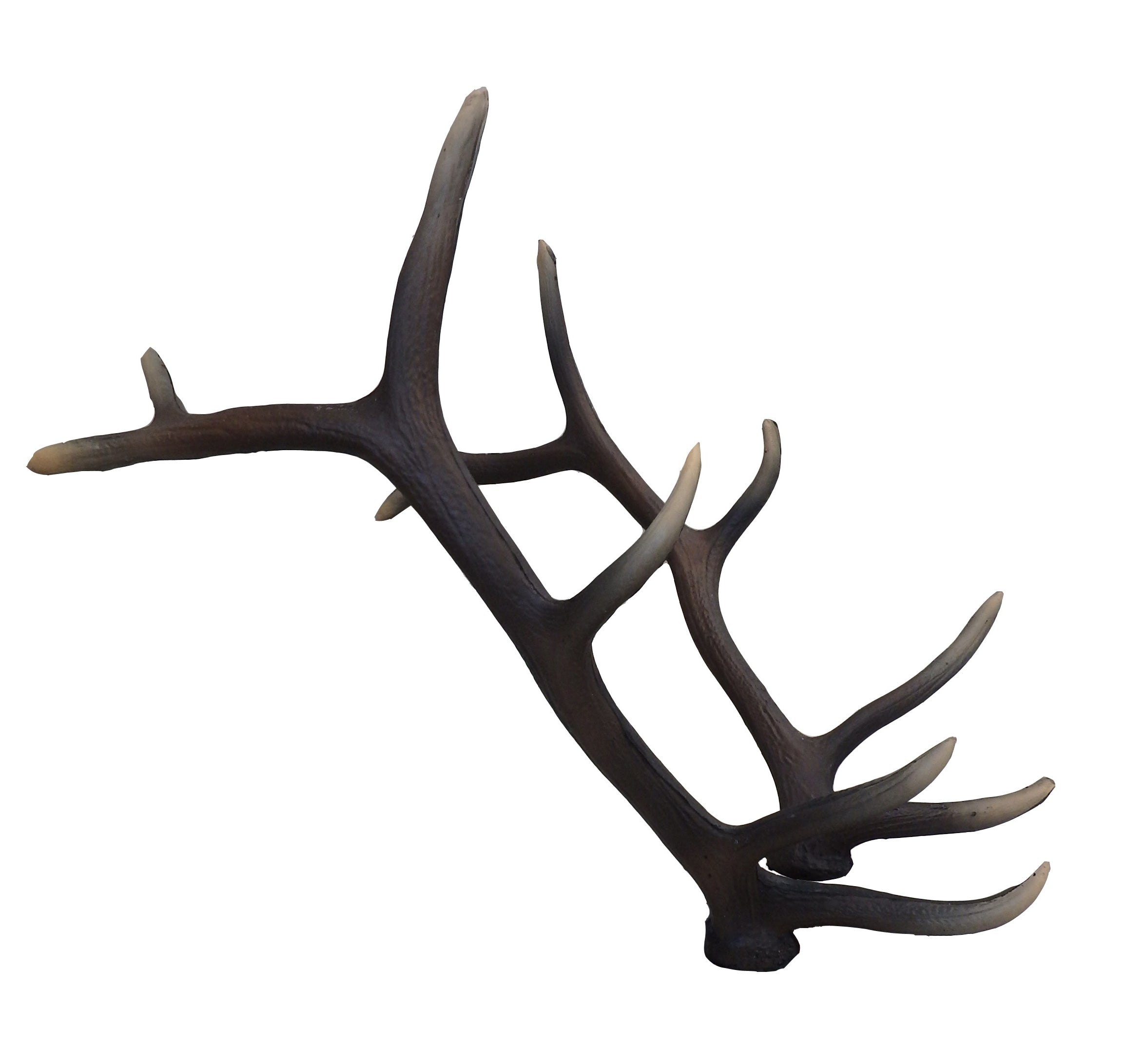 Leitold, 1 Paar Geweih für stehenden Rothirsch