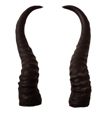 Leitold, 1 Paar Springbock Hörner