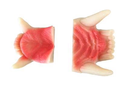 Leitold, Gebiss für Grizzlybär