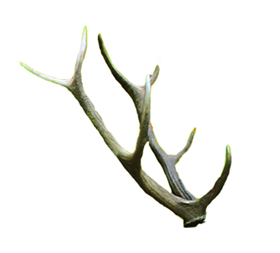 Eleven Wapiti - Geweih