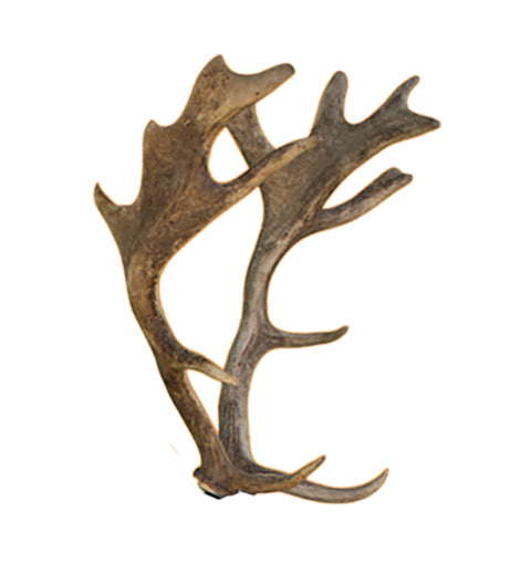 Eleven Damhirsch - Geweih