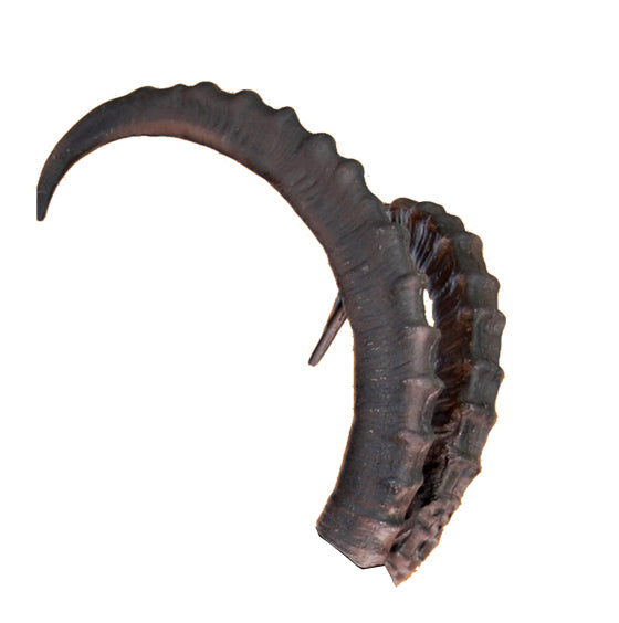 Eleven Steinbock - Hörner