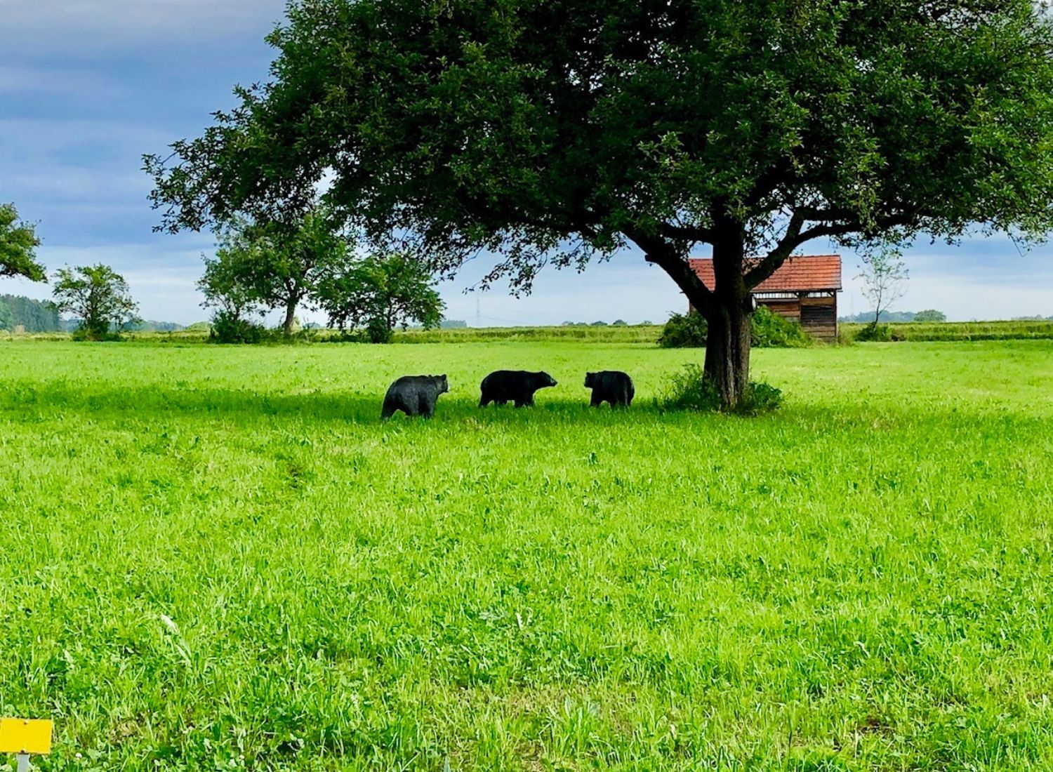 Bärenrunde vom 14.-16. Juni gesperrt