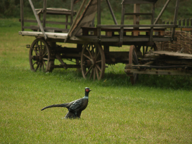 Longlife Fasanenhahn