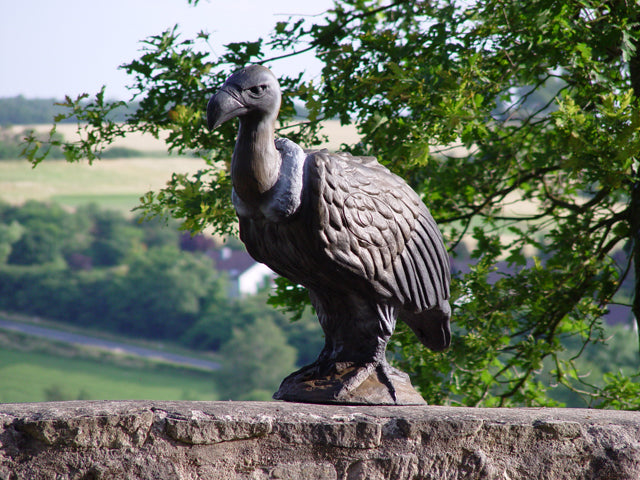 Longlife Mönchsgeier