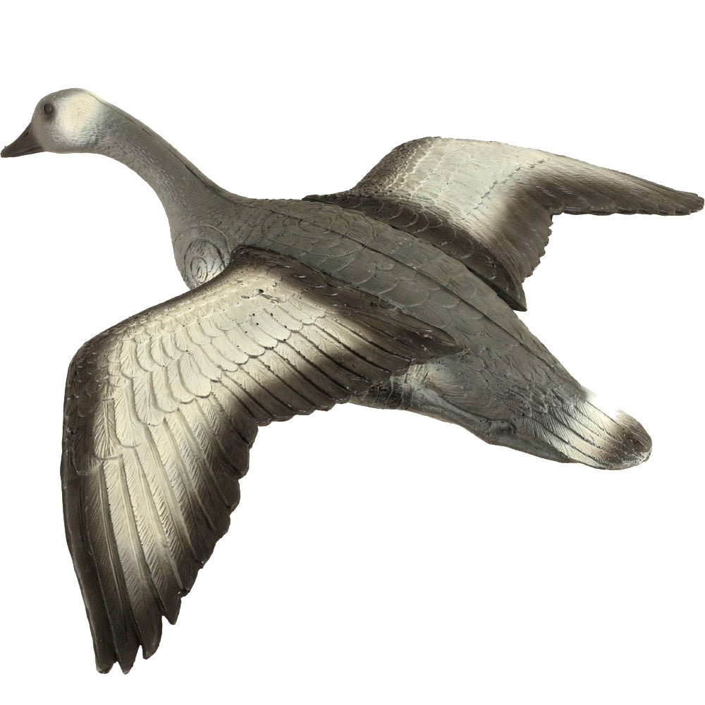 Franzbogen Fliegende Graugans