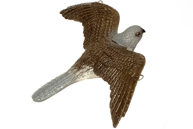 Franzbogen Fliegender Falke