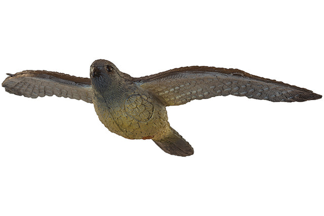 Franzbogen Fliegender Falke