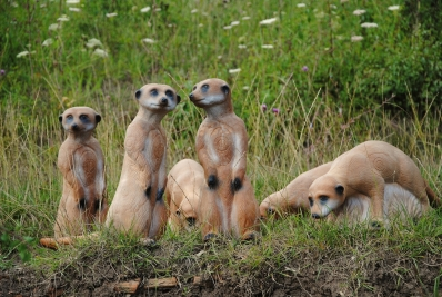 Longlife Erdmännchen, laufend