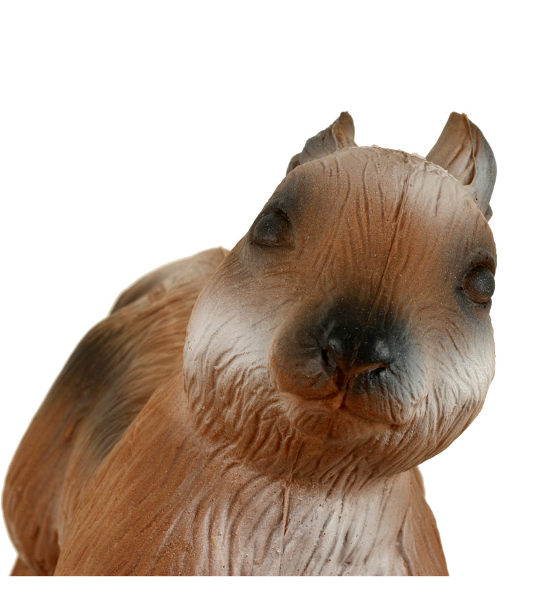 Longlife Eichhörnchen, laufend