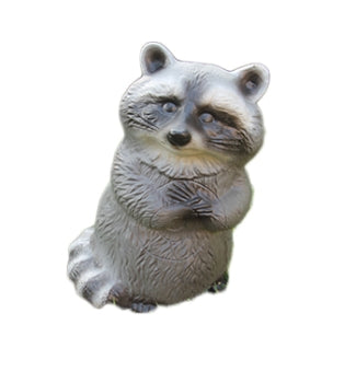 Franzbogen Waschbär