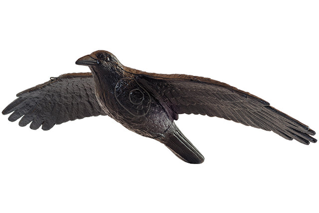 Franzbogen Rabe fliegend