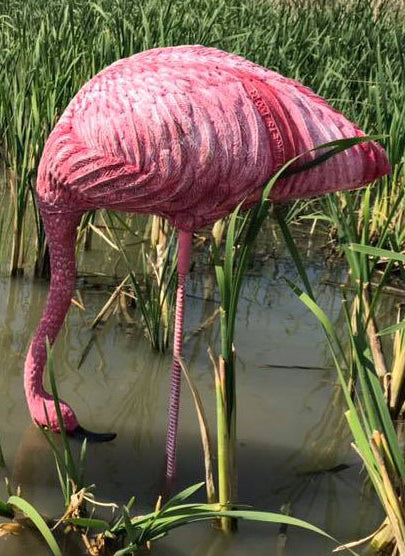 Wildcrete Flamingo fressend