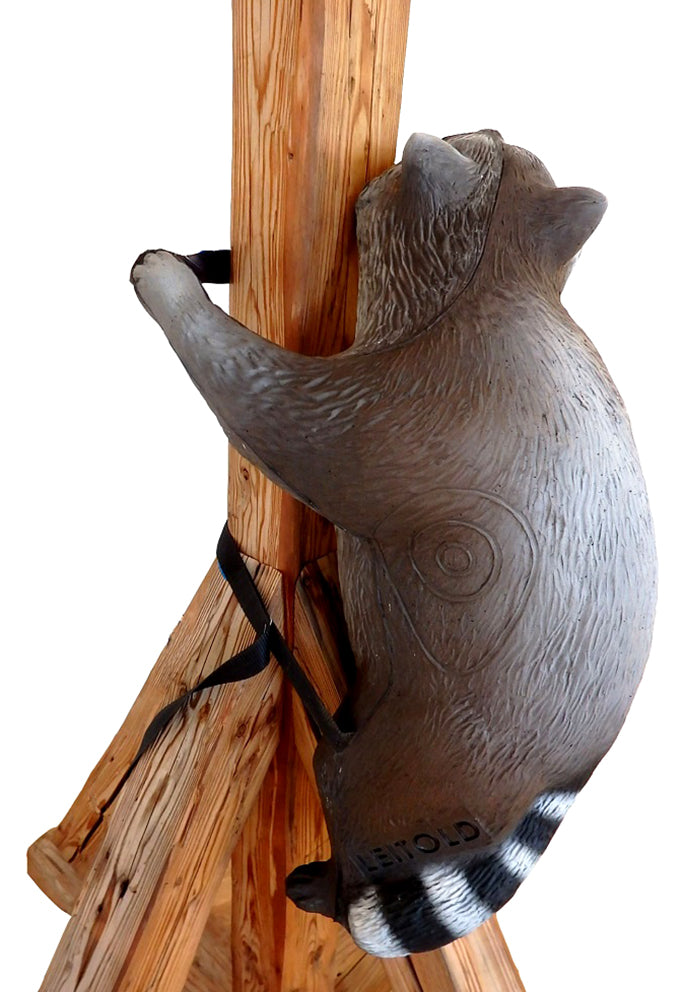 Leitold, Waschbär kletternd mit Gurt