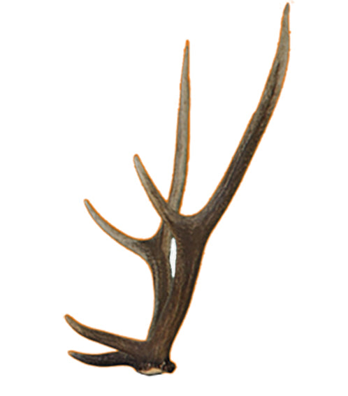 Eleven Hirsch - Geweih