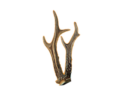 Eleven Springendes Reh - Geweih