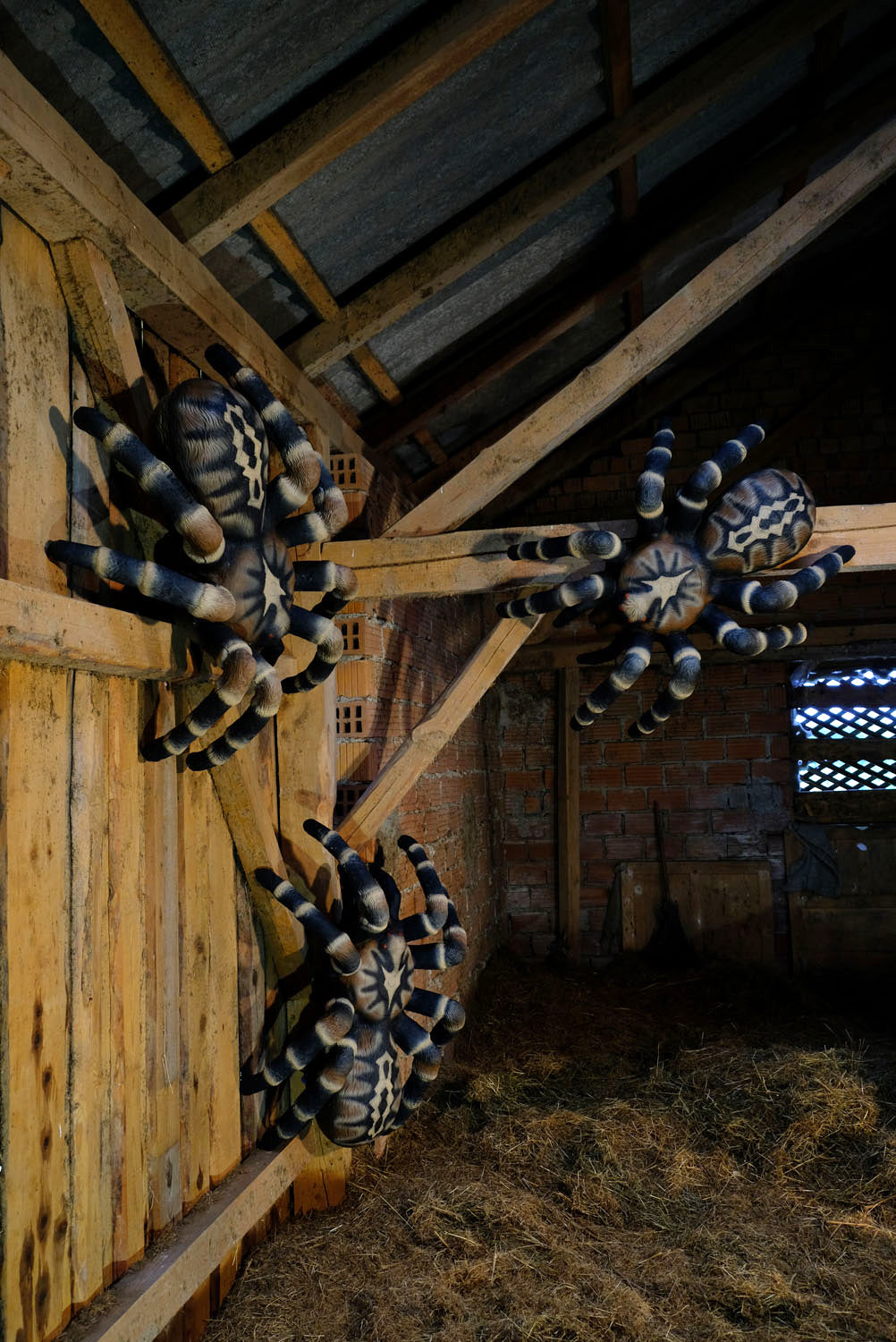 Leitold, Vogelspinne